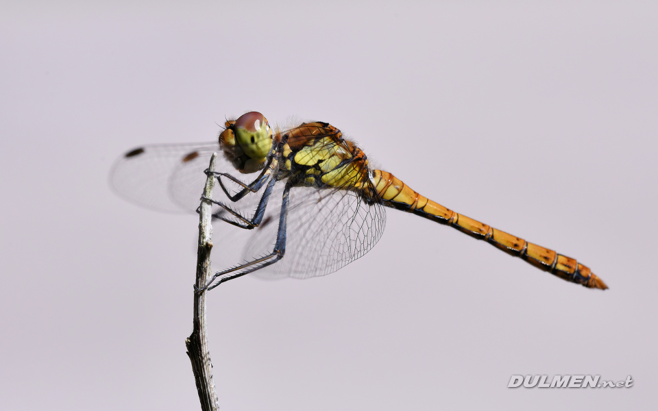 Common darter (male, Sympetrum striolatum)